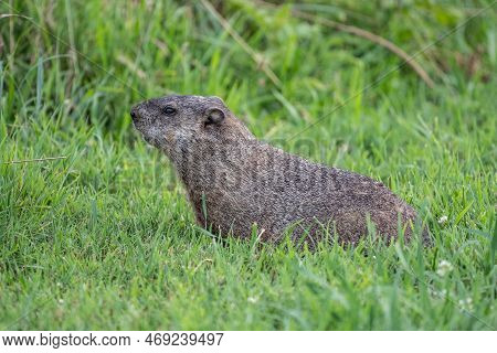 Close-up Portrait Of Groundhog (marmota Monax) Looking At Camera In Field In Berks County, Pennsylva