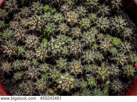 High Angle View Of Small Gymnocalycium Cactus Grow In A Soil Pot. Gymnocalycium Is A Popular Cactus 