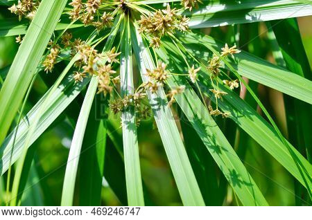 Cyperus Alternifolius L, Cyperus Alternifolius Subsp Or Cyperus Altoniforus Or Cyperus Flabelliformi