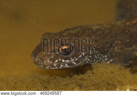 Underwater Closeup On The Head Of A Danube Crested Newt, Triturus Dobrogicus