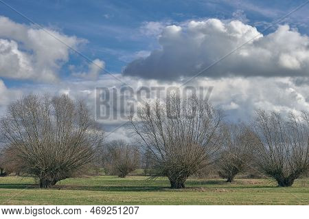 Common Osier (salix Viminalis) In Himmelgeister Rheinbogen Nature Reserve Close To Rhine River,duess