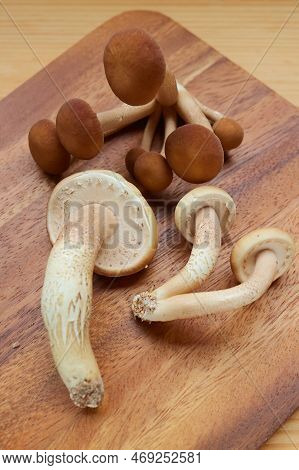 Heap Of Freshly Harvested Velvet Pioppini Or Black Poplar Mushrooms (yanagi Matsutake) On A Chopping