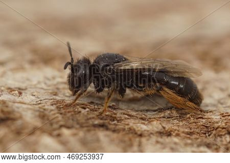 Detailed Closeup On A Dark Black Shaggy Bee, Panurgus Calcaratus, Sitting On Wood