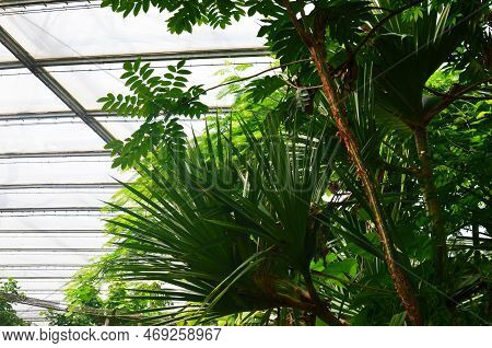 Many Different Plants And Palm Tree In Greenhouse