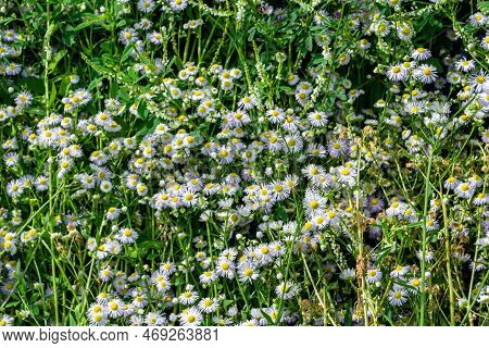 Beautiful Wild Growing Flower Mexican Daisy On Background Meadow