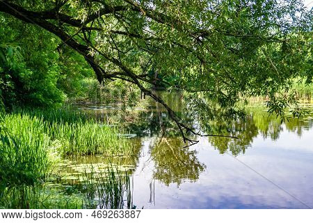 Beautiful Grass Swamp Reed Growing On Shore Reservoir In Countryside