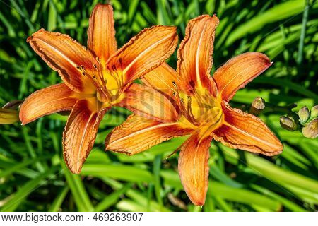 Fine Wild Growing Flower Lily Liliaceae On Background Meadow
