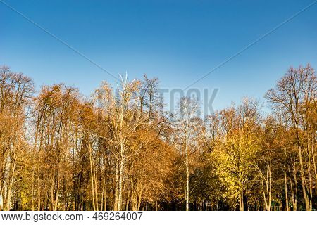 Photography On Theme Large Beautiful Autumn Birch Tree On Background Bright Sky
