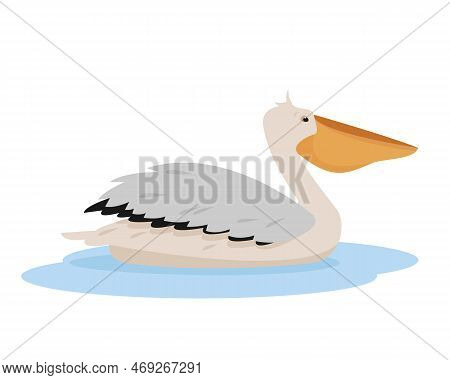 Graceful White Pelican Bird Swimming In Lake Or Sea. Pelican Icon. Birdwaching And Nature Concept Ve