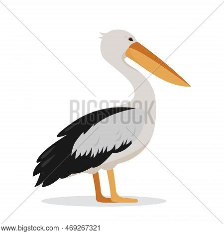 Graceful White Pelican Bird Isolated On White Background. Pelican Icon. Birdwaching And Nature Conce