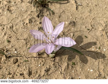 Flowering Of Colchicium (lat. - Colchicum Ritchii) In The Winter In The Negev Desert