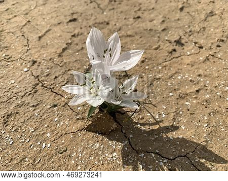 Flowering Of Colchicium (lat. - Colchicum Ritchii) In The Winter In The Negev Desert