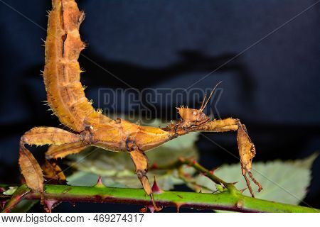 Australian Stick Insect ( Extatosoma Tiaratum ) On Dark Background