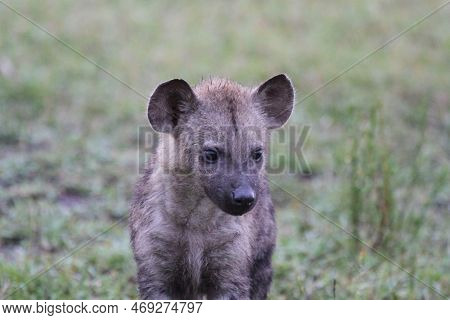 Portrait Of A Cute Hyena Cub Looking Into Camera
