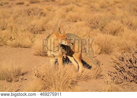 Andean Fox Grazing In The Foothill Of Atacama Desert, Los Flamencos National Reserve, Northern Regio