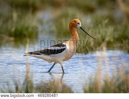 A Beautiful American Avocet Forages In The Shallow Waters Of A Colorado Lake.