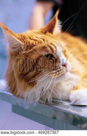 Beautiful Red Maine Coon Lies On The Table And Looks Away With A Serious Look. Side View. A Beautifu