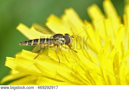 Natural Closeup On A Long Hoverly, Sphaerophoria, Sitting In A Yellow Dandelion Flower, Taraxacum Of