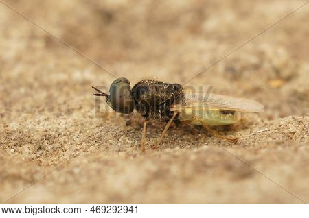Detailed Closeup On A Medium Sized Centurion Fly, The Common Green Coloneloplodontha Viridula Sittin