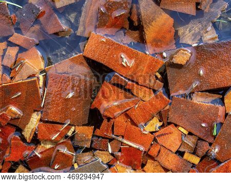 Close-up Photography Of Some Chunks Of Spanish Cedar Wood Covered In Rain Water, Captured In A Farm 