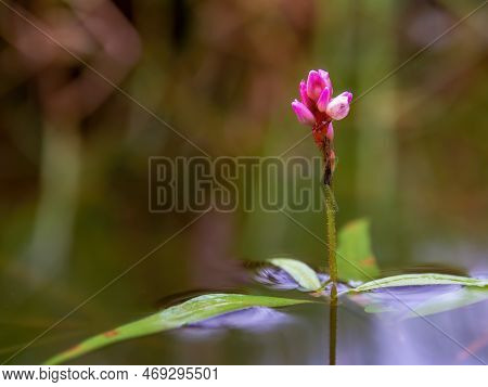 Macro Photography Of A Smartweed Flower On A Pond. Captured In A Farm Near The Colonial Town Of Vill