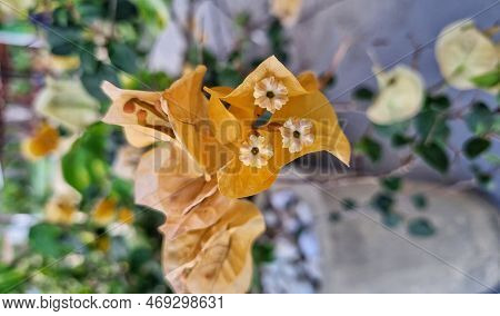 Plant With Small White Flowers And Yellow And Green Leaves