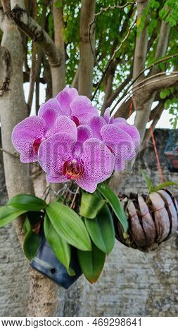 Orchid With Pink Flower And Green Leaves On Tree Trunk