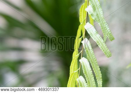 Close Up Detail Of A Fern Leaves. Fern Leaves In Tropical Rain Forest.
