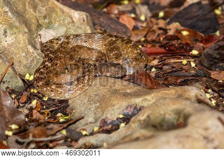 Cat-eyed Snake, Madagascarophis Colubrinus Is A Species Of Snake Of The Family Pseudoxyrhophiidae, N