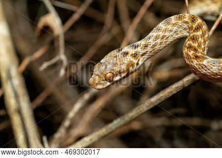 Cat-eyed Snake, Madagascarophis Colubrinus Is A Species Of Snake Of The Family Pseudoxyrhophiidae, N
