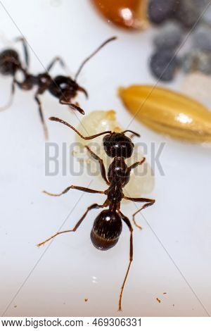 Young Brown Ant Messor Structor With A Larva