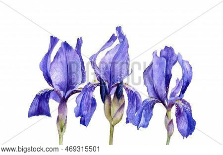 Watercolor Drawing Flowers Of Blue Iris, Limniris At White Background , Hand Drawn Botanical Illustr
