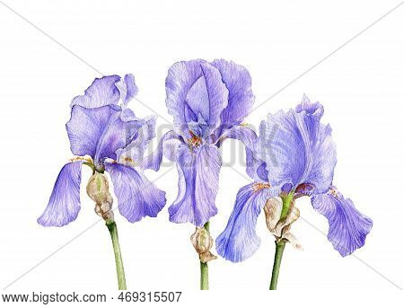 Watercolor Drawing Flowers Of Blue Iris, Limniris At White Background , Hand Drawn Botanical Illustr