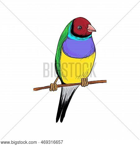 Vector Drawing Bird, Gouldian Finch, Hand Drawn Songbird, Isolated Nature Design Element