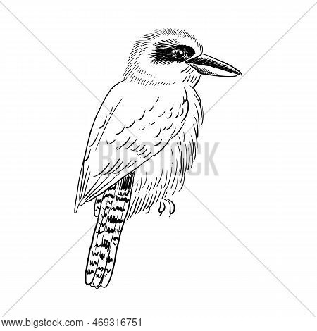 Vector Drawing Sketch Of Bird, Laughing Kookaburra , Dacelo Novaeguineae, Hand Drawn Songbird, Isola