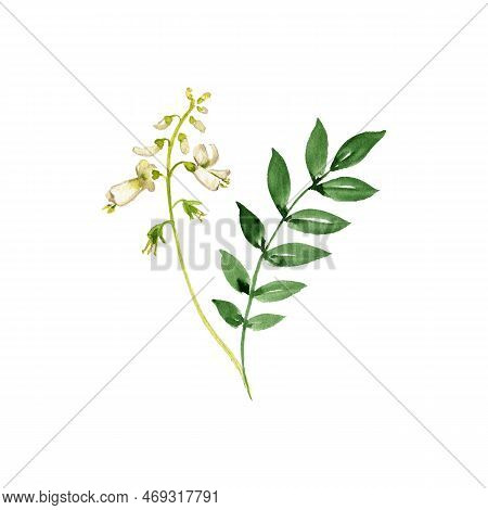 Watercolor Drawing Branch Of Pagoda Tree, Styphnolobium Japonicum, Herb Of Traditional Chinese Medic