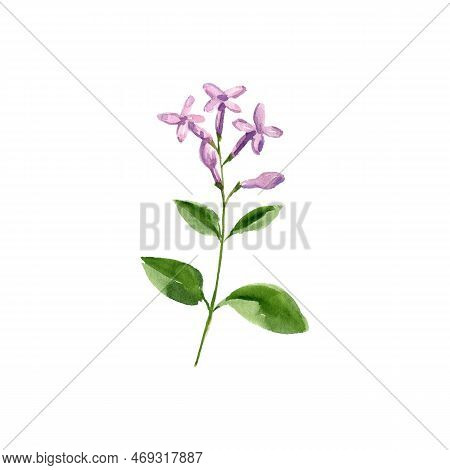 Watercolor Drawing Plant Of Lilac Daphne, Daphne Genkwa, Herb Of Traditional Chinese Medicine, Hand 