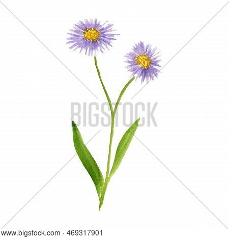 Watercolor Drawing Flower Of Aster Tataricus, Herb Of Traditional Chinese Medicine, Hand Drawn Illus