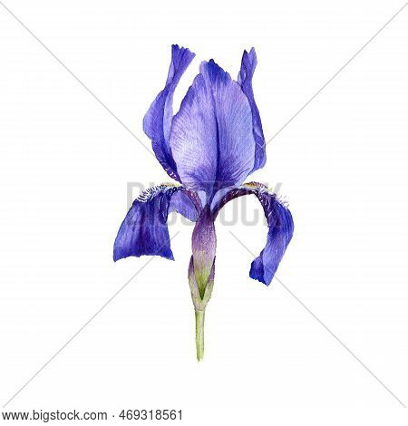 Watercolor Drawing Flower Of Iris, Limniris Isolated At White Background , Hand Drawn Botanical Illu