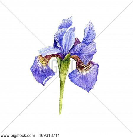 Watercolor Drawing Flower Of Iris, Limniris Isolated At White Background , Hand Drawn Botanical Illu