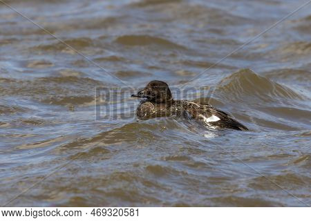 The Velvet Scoter (melanitta Fusca), Also Called A Velvet Duck. Sea Duck During A Migration On Lake 
