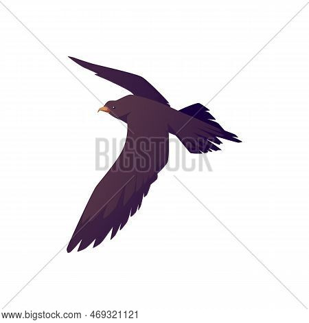 Arctic Skua Flying, Seabird Flat Vector Illustration Isolated On White Background.