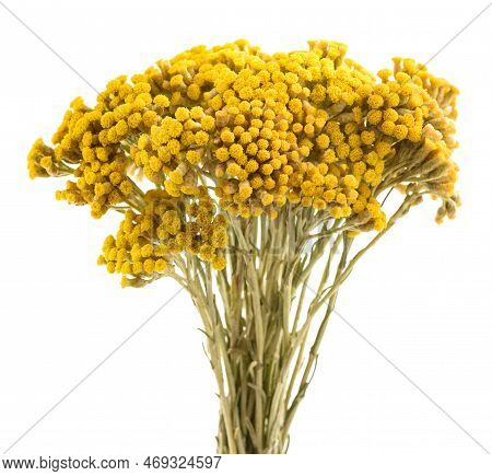 Helichrysum Flowers Isolated On A White Background