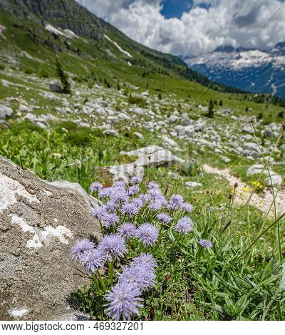 Beautiful Nature. Mountain Hiking Trail Road With Beautiful Violet Flowers. Italy Malga Montasio For