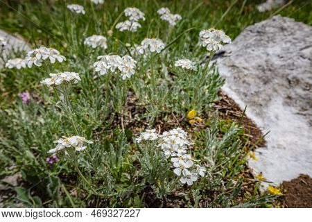 Beautiful Nature. Tender White Mountain Flowers Along Hiking Trail Road. Italy Malga Montasio Forca