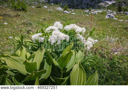 Beautiful Nature. Tender White Mountain Flowers Along Hiking Trail Road. Italy Malga Montasio Forca