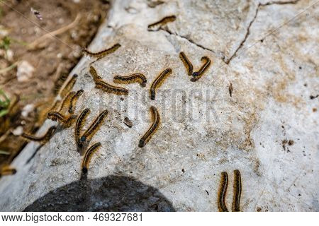 Mountain Hiking Trail Road. Beautiful Nature. Close Up Of Eastern Tent Caterpillar (malacosoma Ameri
