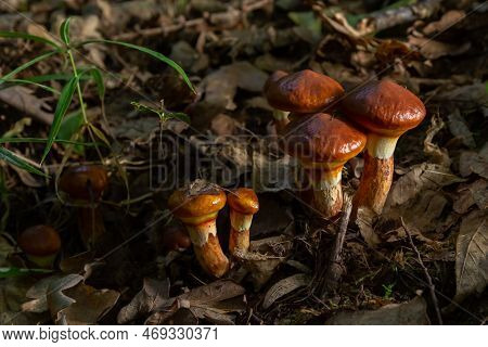 Mushroom Season. Autumn In The Park. Slippery Jack Edible Cattails Suillus Luteus.