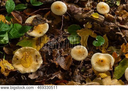 Poison Pie Mushroom Hebeloma Crustuliniforme Growing Through The Autumnal Leaves.