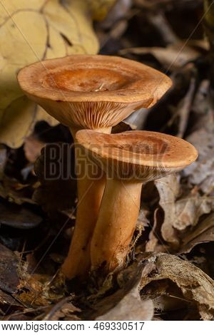 Edible Mushroom Called Niscalo, Red Pine Mushroom Lactarius Deliciosus Growing In The Fall Season In